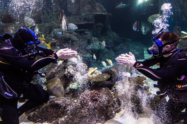 Shark Diving
