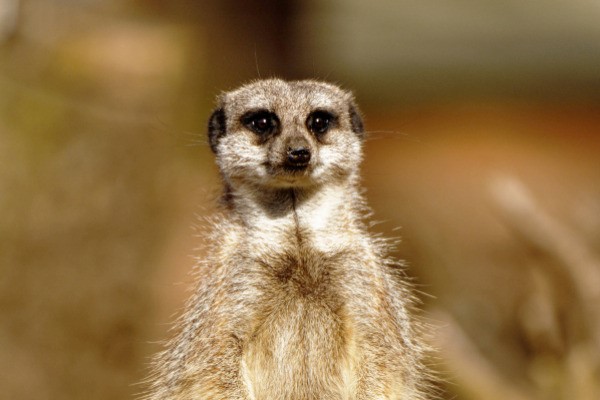 Meerkat Day