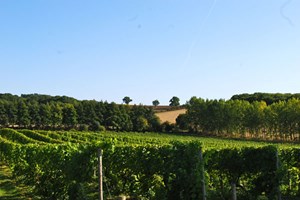 Vineyard Tour and Tasting with Lunch or Afternoon Tea for Two picture