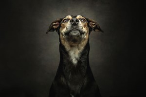 Pet Photoshoot - UK Wide Image 2