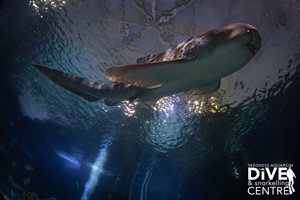 Diving with Sharks Experience at Skegness Aquarium – Midweek Offer Image 2