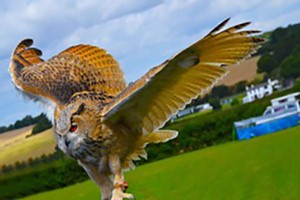 Two Hour Birds of Prey Experience for Two at CJ's Birds of Prey picture
