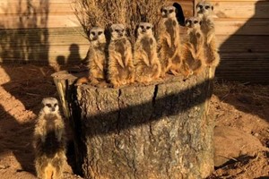 Exotic Zoo Entry and a 30 Minute Meerkat Experience for Two picture