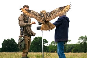 Three Hour Birds of Prey Flying Experience for One with Mercer Falconry Image 1