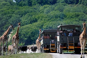 A Visit to Port Lympne Reserve, Truck Safari and Afternoon Tea for Two  picture
